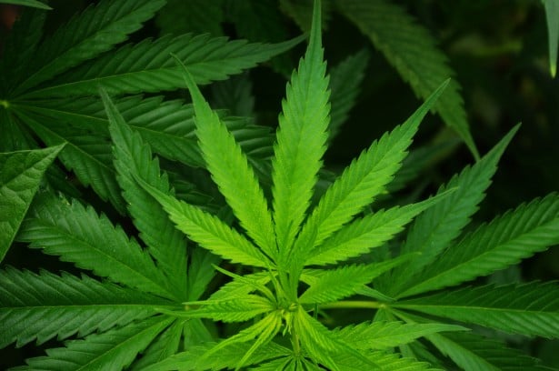 cannabisv depression links