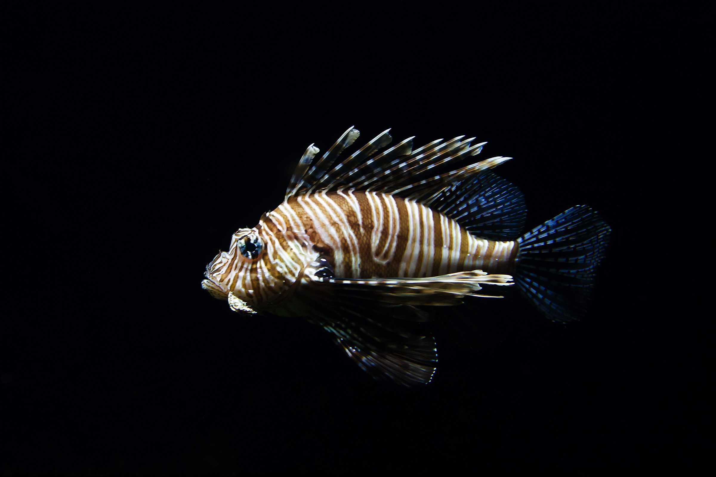 photo-1430763474775-bd6e332eb415